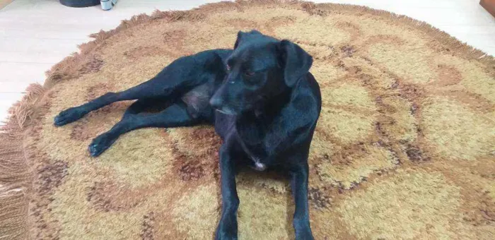 Cachorro ra a INDEFINIDA  idade 4 anos nome Negão 