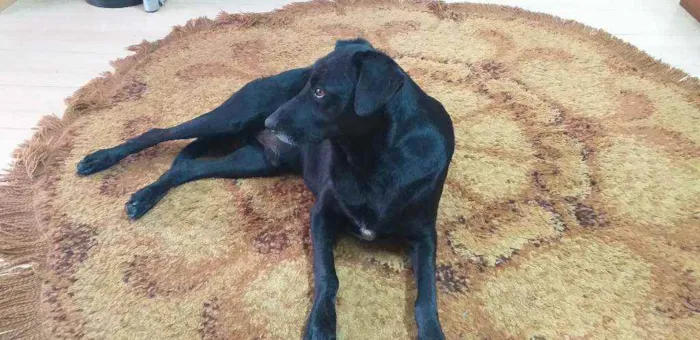 Cachorro ra a INDEFINIDA  idade 4 anos nome Negão 