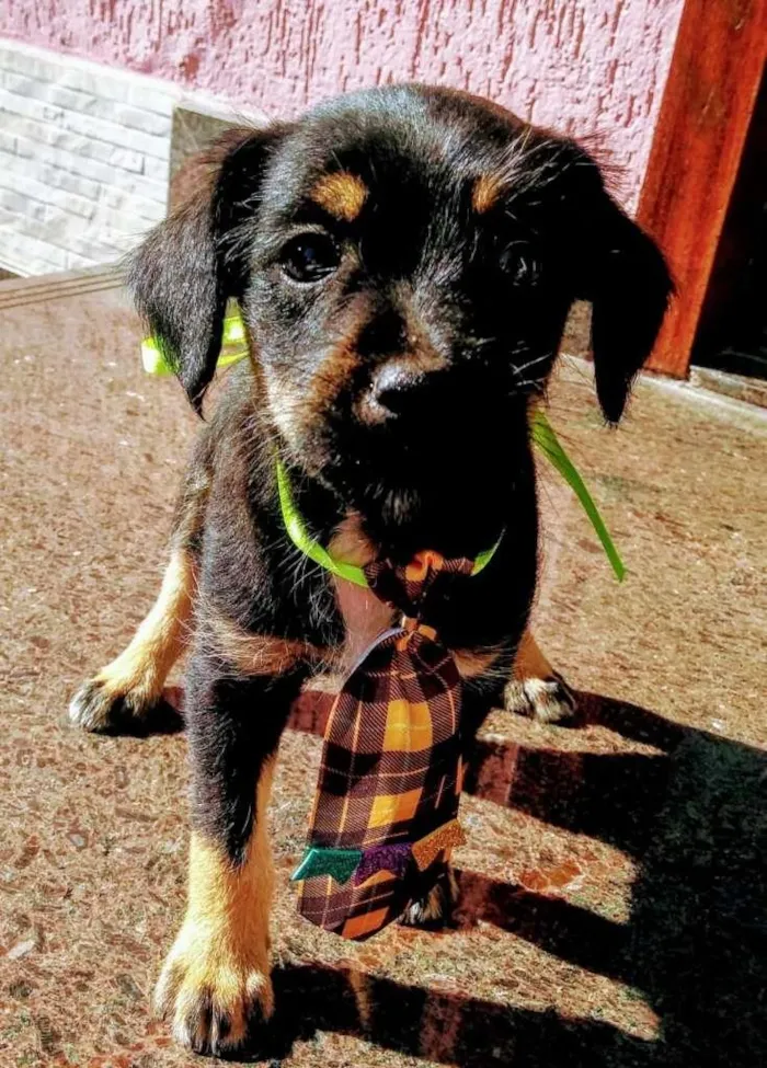 Cachorro raça Vira lata idade 2 a 6 meses nome Sem nome