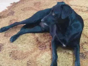 Cachorro raça INDEFINIDA  idade 4 anos nome Negão 