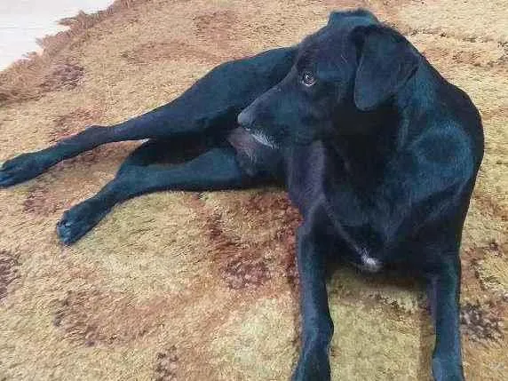 Cachorro ra a INDEFINIDA  idade 4 anos nome Negão 