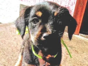 Cachorro raça Vira lata idade 2 a 6 meses nome Sem nome