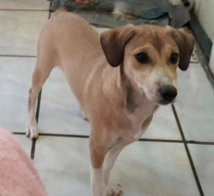 Cachorro ra a SRD idade 5 anos nome Maggie