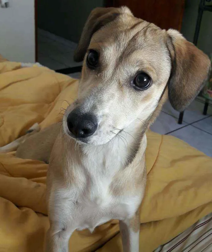 Cachorro ra a SRD idade 5 anos nome Maggie