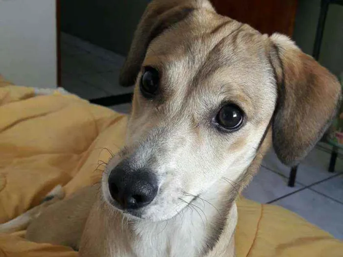 Cachorro ra a SRD idade 5 anos nome Maggie