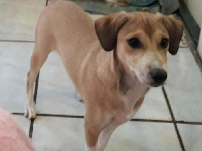 Cachorro ra a SRD idade 5 anos nome Maggie
