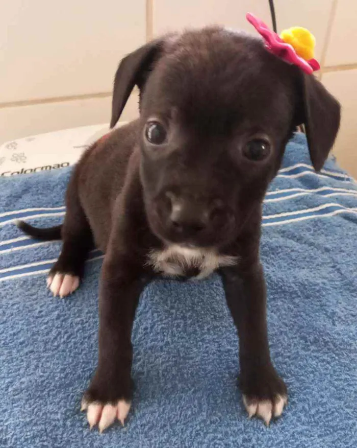 Cachorro ra a SRD idade Abaixo de 2 meses nome FILHOTES