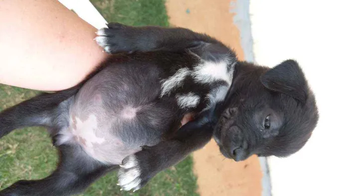 Cachorro ra a SRD idade Abaixo de 2 meses nome FILHOTES