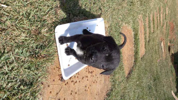 Cachorro ra a SRD idade Abaixo de 2 meses nome FILHOTES