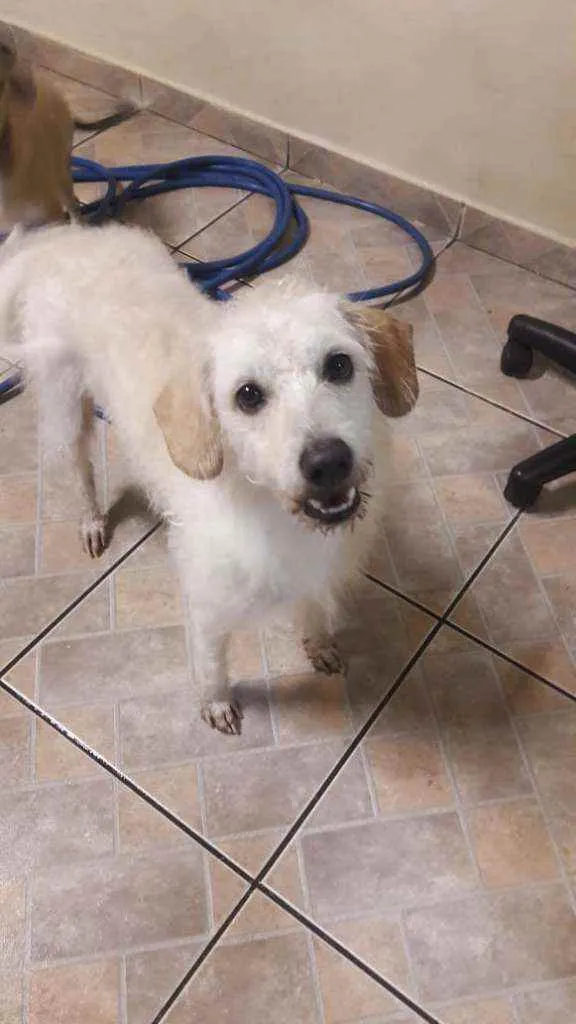 Cachorro ra a SRD idade 6 ou mais anos nome Fredye