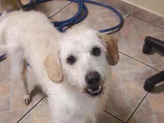 Cachorro ra a SRD idade 6 ou mais anos nome Fredye