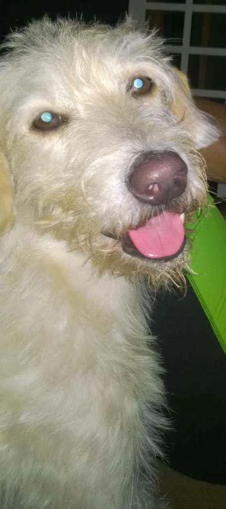 Cachorro ra a SRD idade 6 ou mais anos nome Fredye