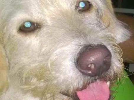 Cachorro ra a SRD idade 6 ou mais anos nome Fredye