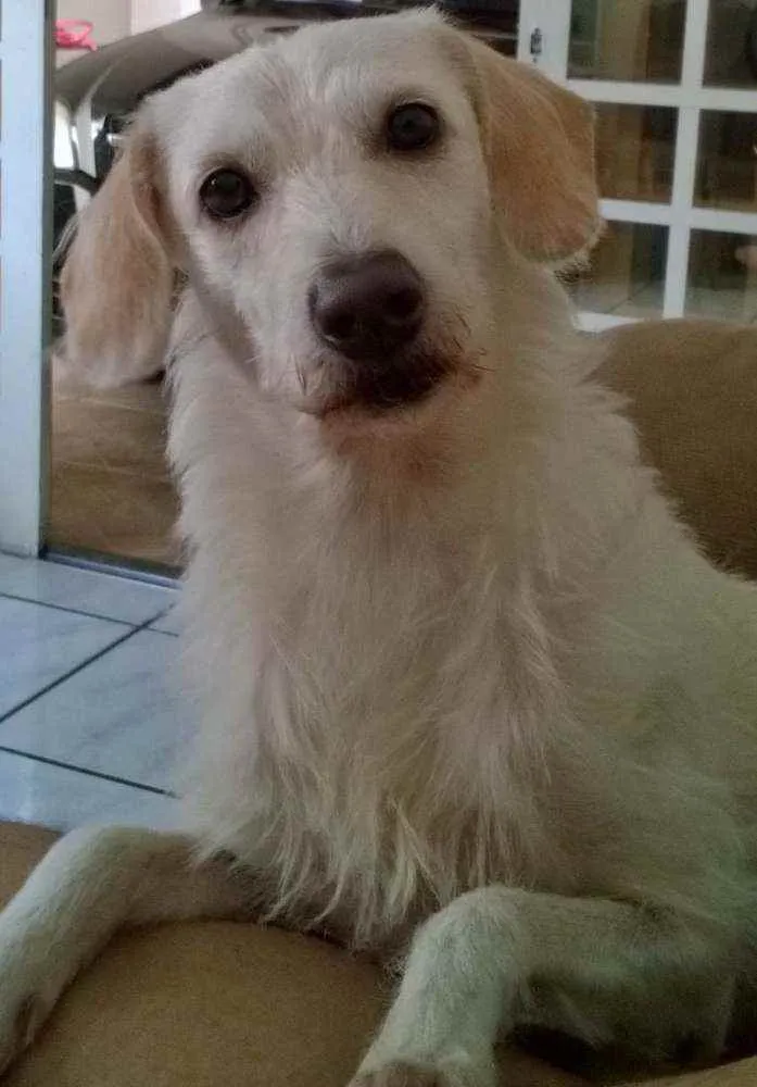Cachorro ra a SRD idade 6 ou mais anos nome Fredye