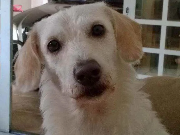 Cachorro ra a SRD idade 6 ou mais anos nome Fredye
