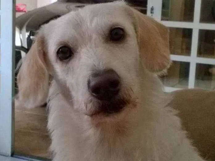 Cachorro ra a SRD idade 6 ou mais anos nome Fredye