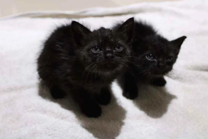 Gato raça S.R.D idade Abaixo de 2 meses nome Sem nome