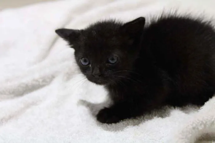 Gato raça S.R.D idade Abaixo de 2 meses nome Sem nome