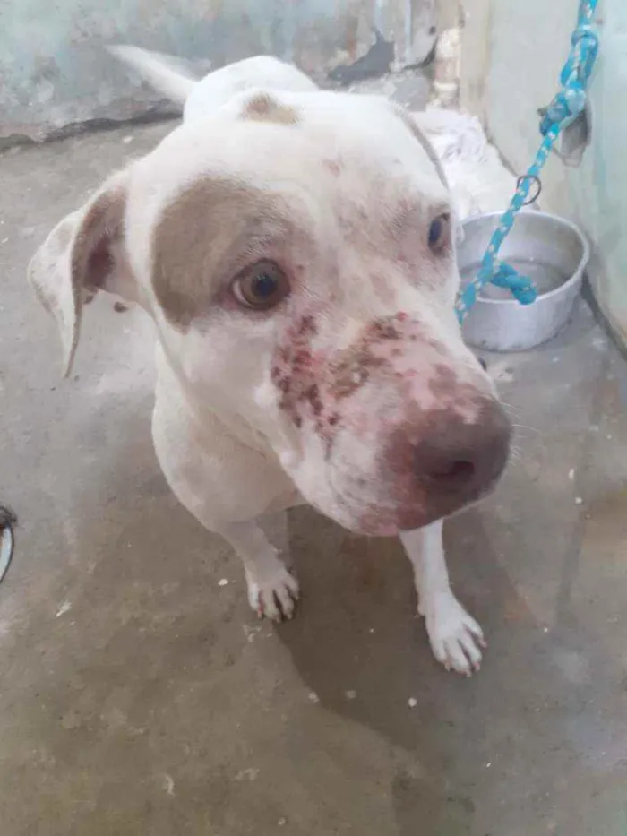 Cachorro raça Pitbull  idade 6 ou mais anos nome Dará