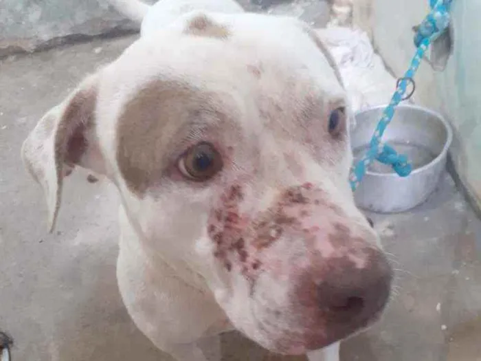 Cachorro raça Pitbull  idade 6 ou mais anos nome Dará