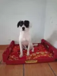 pipoca