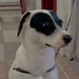 pipoca