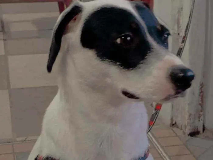 Cachorro ra a srd idade 7 a 11 meses nome pipoca