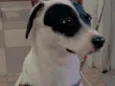 pipoca