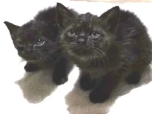 Gato raça S.R.D idade Abaixo de 2 meses nome Sem nome