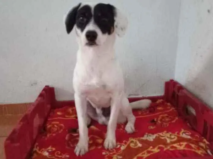 Cachorro ra a srd idade 7 a 11 meses nome pipoca