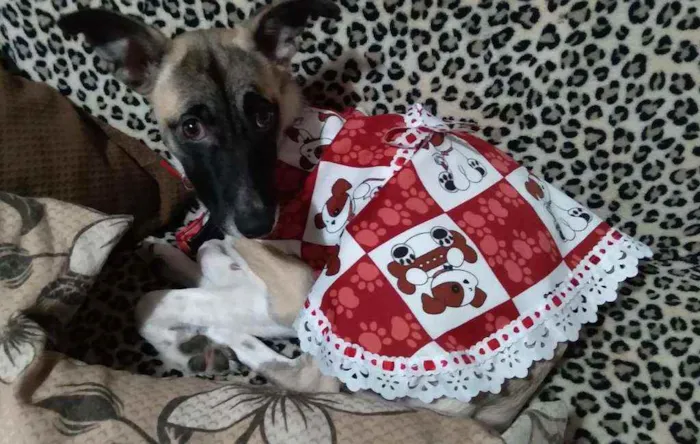 Cachorro ra a Vira lata idade 1 ano nome Meg