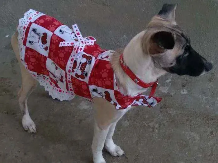 Cachorro ra a Vira lata idade 1 ano nome Meg