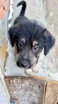 Cachorro raça Srd idade 2 a 6 meses nome Ricky bb urgente 