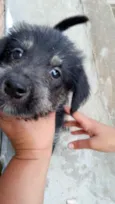 Cachorro raça Srd idade 2 a 6 meses nome Ricky bb urgente 