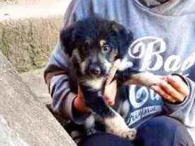 Cachorro raça Srd idade 2 a 6 meses nome Ricky bb urgente 