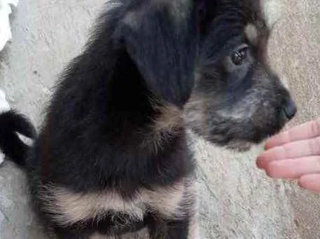 Cachorro raça Srd idade 2 a 6 meses nome Ricky bb urgente 