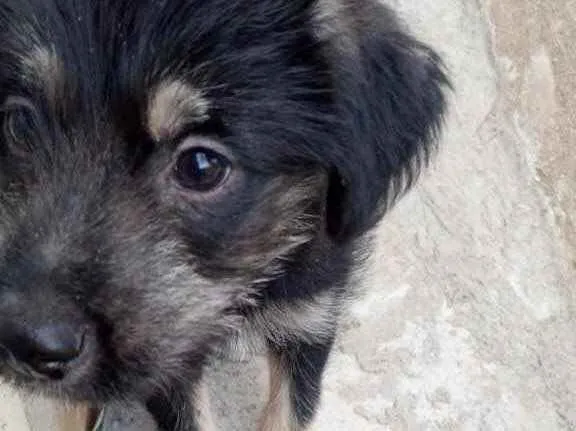 Cachorro raça Srd idade 2 a 6 meses nome Ricky bb urgente 