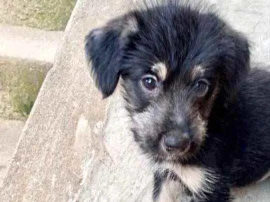 Cachorro raça Srd idade 2 a 6 meses nome Ricky bb urgente 