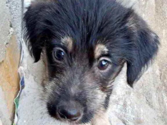 Cachorro raça Srd idade 2 a 6 meses nome Ricky bb urgente 