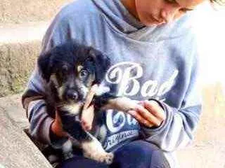 Cachorro raça Srd idade 2 a 6 meses nome Ricky bb urgente 