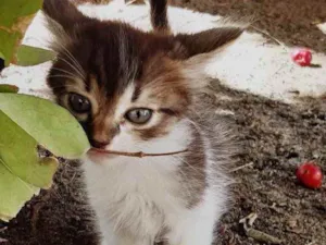 Gato raça  idade Abaixo de 2 meses nome Lindos gatinhos