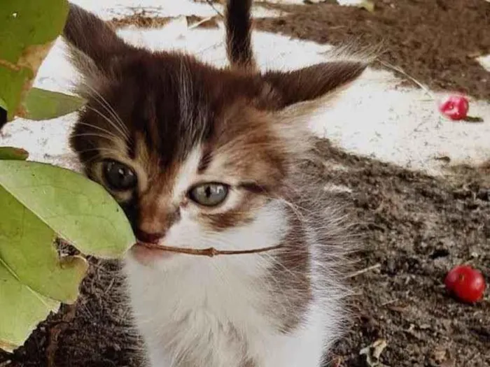 Gato raça  idade Abaixo de 2 meses nome Lindos gatinhos