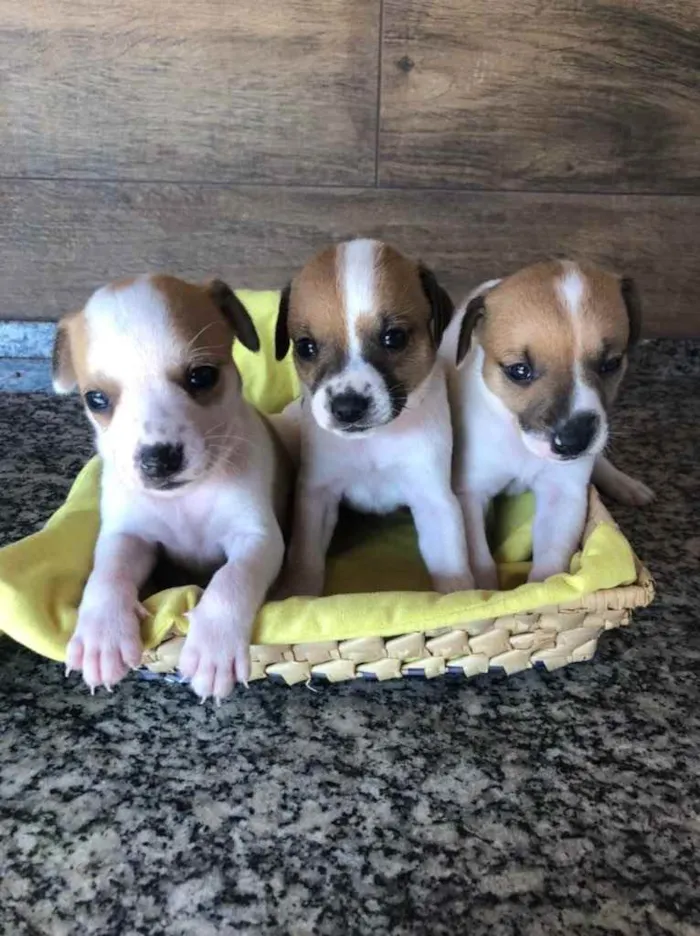 Cachorro ra a  idade Abaixo de 2 meses nome Adoção responsável 