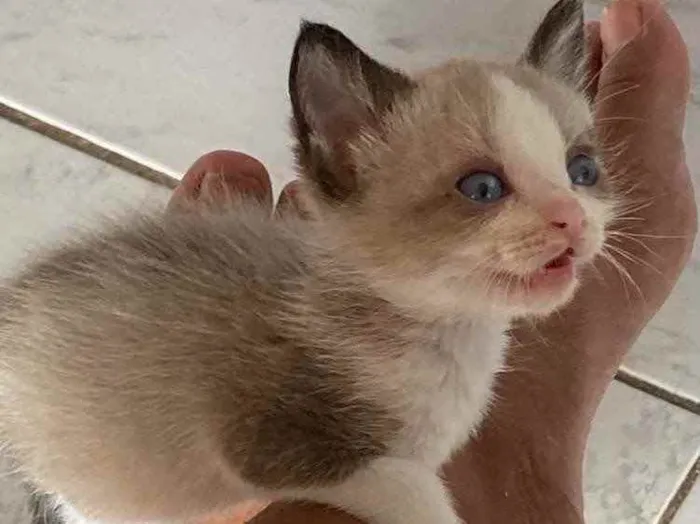 Gato raça  idade Abaixo de 2 meses nome Adoção responsável 
