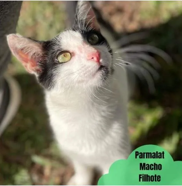 Gato ra a SRD-ViraLata idade 2 a 6 meses nome Parmalat