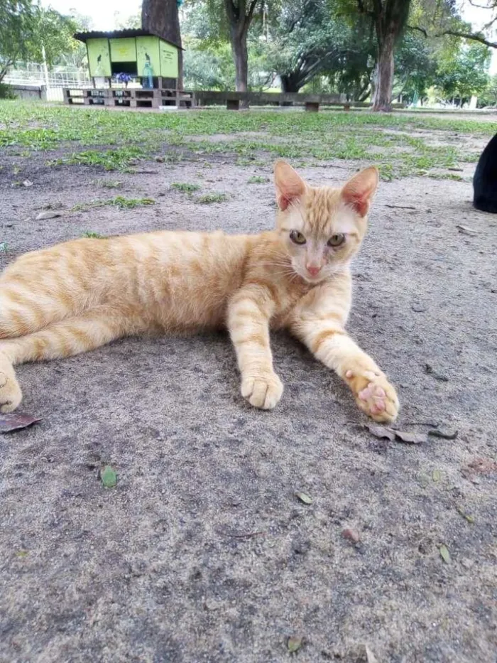 Gato ra a SRD-ViraLata idade 2 a 6 meses nome Johnny