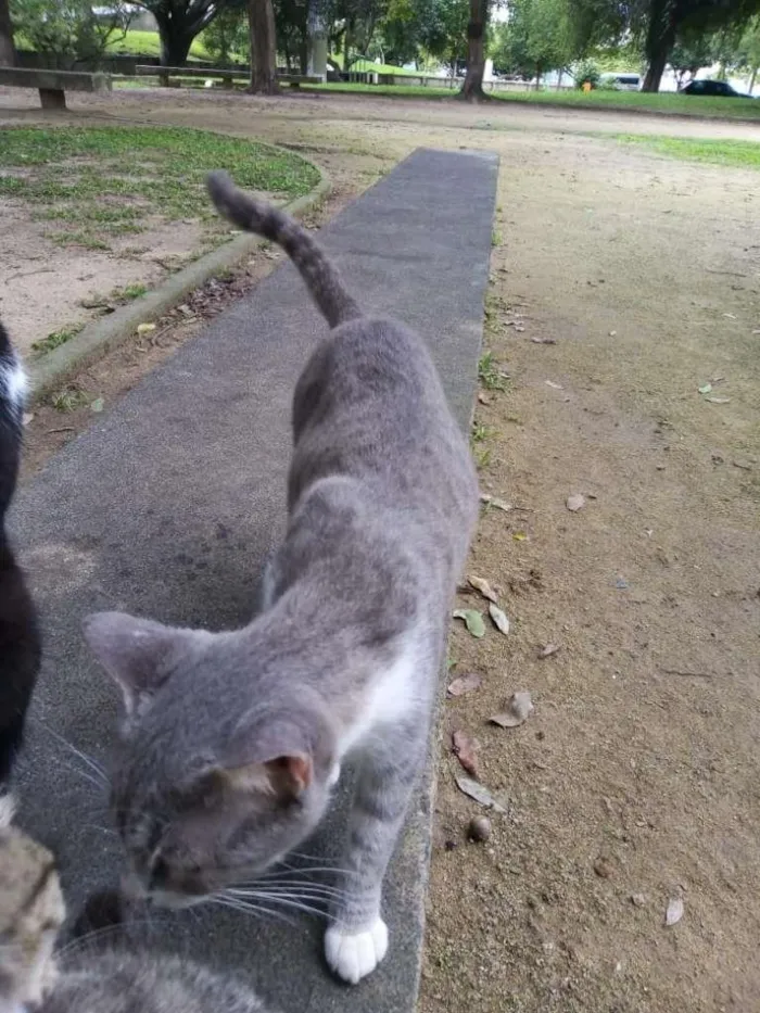 Gato ra a SRD-ViraLata idade 1 ano nome Violeta