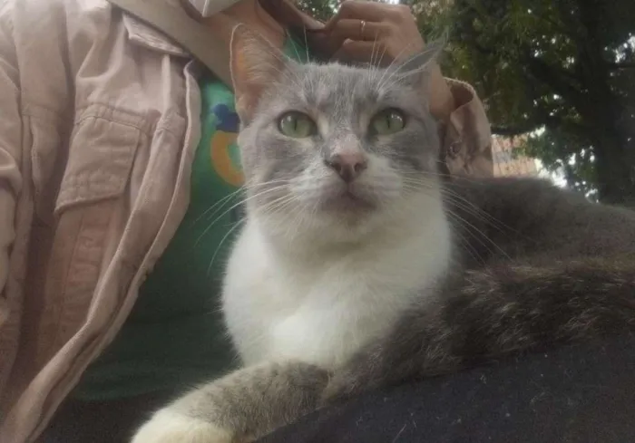 Gato ra a SRD-ViraLata idade 1 ano nome Violeta