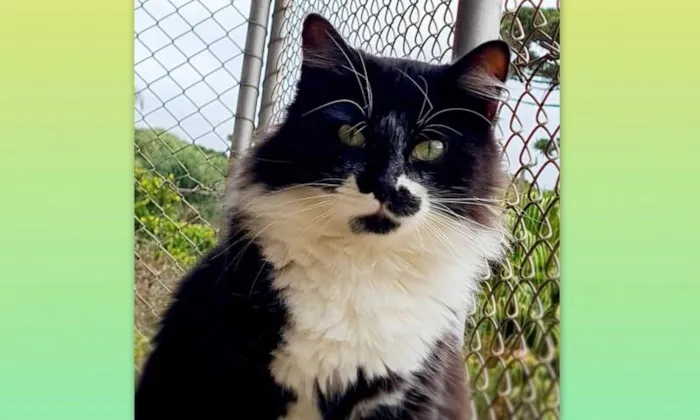 Gato ra a srd idade 7 a 11 meses nome BITTER