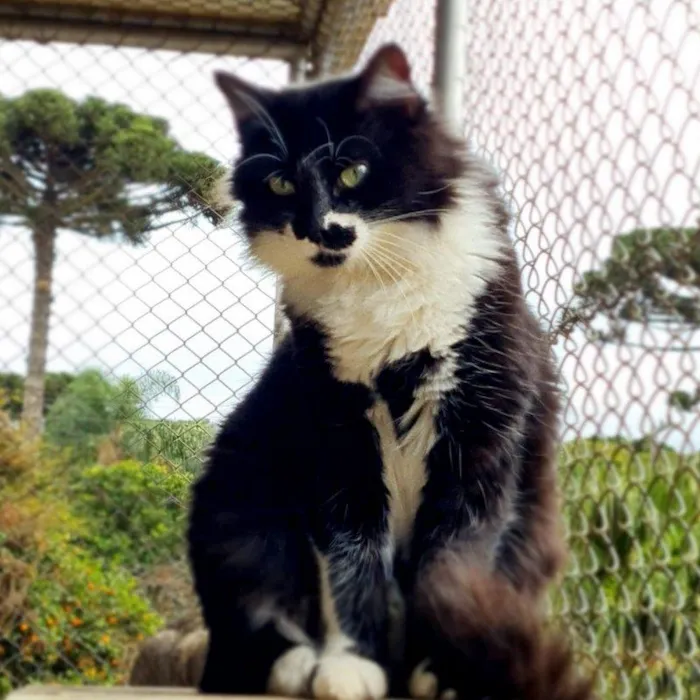 Gato ra a srd idade 7 a 11 meses nome BITTER